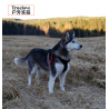 Harnais pour chien Truelove Hunting Special Edition - TLH5952