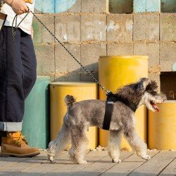 Laisse pour chien Truelove EDISON - TLL2576