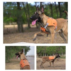 Harnais pour chien Truelove JADE - TLB2251