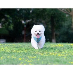 Kit Harnais pour chien, laisse, sac Truelove pour petit chien - TLH6733