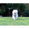 Kit Harnais pour chien, laisse, sac Truelove pour petit chien - TLH6733