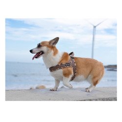 Harnais pour chien Truelove Alaska + FLOWER - TLH58122
