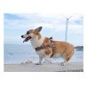 Harnais pour chien Truelove Alaska + FLOWER - TLH58122