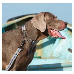 Collier pour chien chien Truelove chaîne acier inoxydable - TLC5372