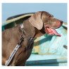 Collier pour chien chien Truelove chaîne acier inoxydable - TLC5372