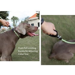 Laisse pour chien lasso de Formation Truelove pour chien - TLL2575