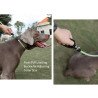 Laisse pour chien lasso de Formation Truelove pour chien - TLL2575