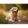 4 Chaussures Extérieures pour chien Truelove en Maille Respirante et Cuir - TLS3962