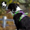 Harnais pour chien Truelove Country + Special Edition - TLH5653