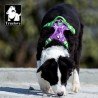Harnais pour chien Truelove Country + Special Edition - TLH5653