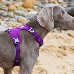 Harnais pour chien Truelove Colorado - TLH6281