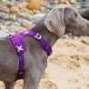Harnais pour chien Truelove Colorado - TLH6281