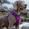 Harnais pour chien Truelove Colorado - TLH6281