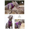 Harnais pour chien Truelove Colorado - TLH6281